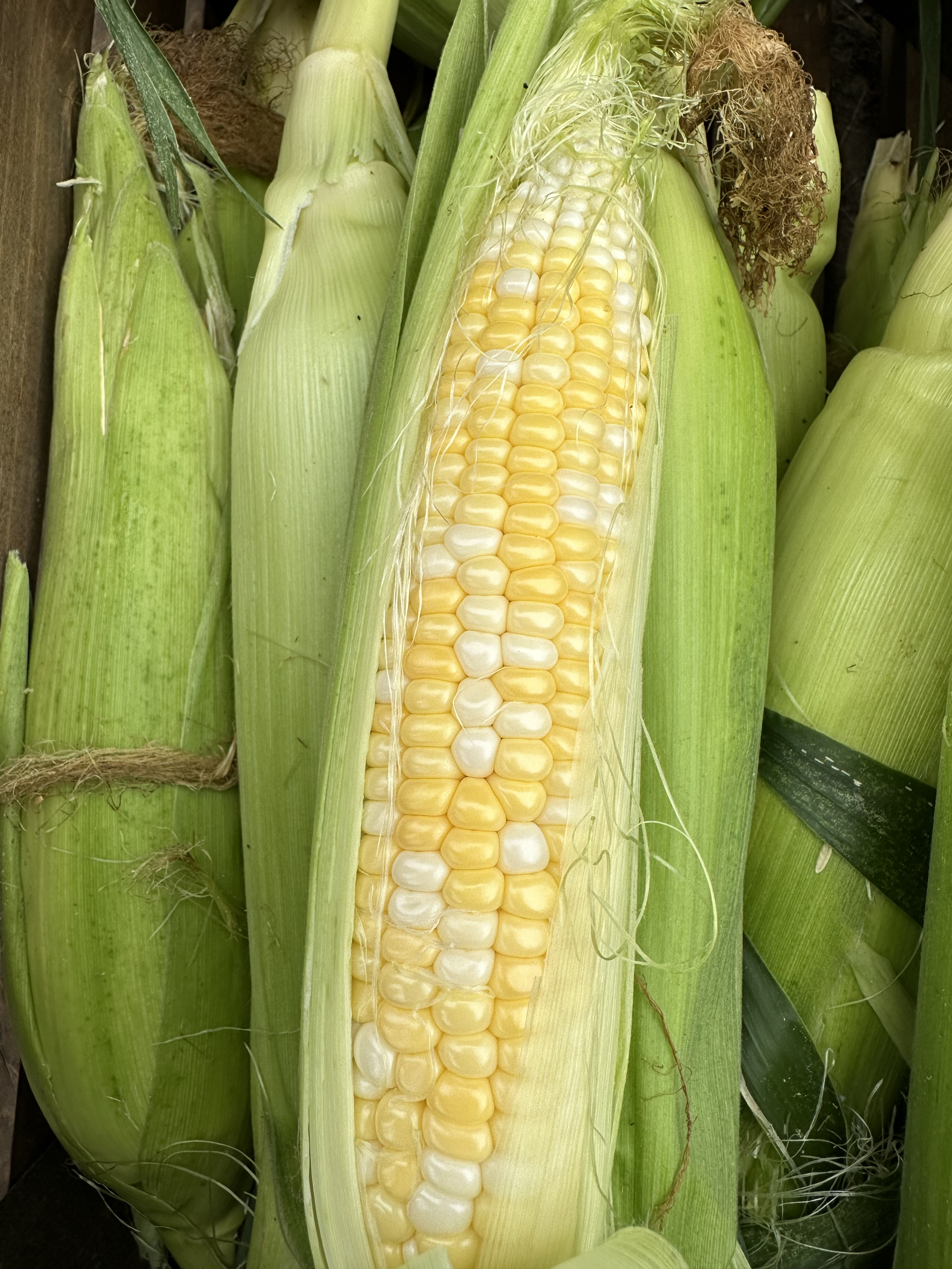 Why Bi-Colored Sweetcorn?